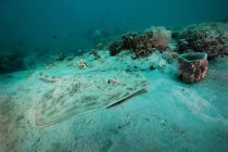 Stingray del sur descansando sobre el fondo marino arenoso - foto de stock