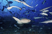 Tawny nourrice requin entouré de poissons — Photo de stock