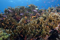 Шкільний антіас риби і корали — стокове фото