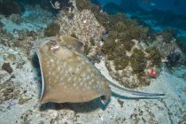 Spotted stingray swimming over seabed — Stock Photo