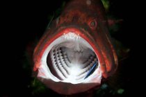 Agrupador vermelho com boca aberta — Fotografia de Stock