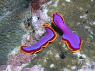 Par de coloridos gusanos planos - foto de stock