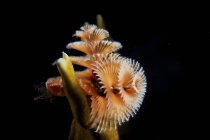 Рождественский червь в огненных кораллах — стоковое фото
