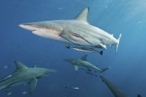 Oceanic blacktip sharks swimming with remoras — Stock Photo