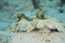 Pavone flounder camuffato sul fondo dell'oceano — Foto stock