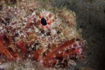 Spotted scorpionfish head — Stock Photo
