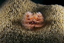 Christmas tree worm in hard coral — Stock Photo