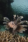 Рыбы-львы плавают над кораллами — стоковое фото