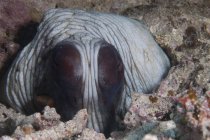 Polvo curioso no recife — Fotografia de Stock