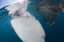 Squalo balena che inghiotte l'acqua vicino alle reti — Foto stock