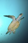 Tartaruga verde che nuota in acqua blu — Foto stock