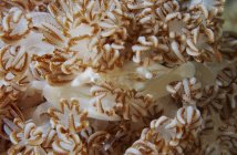 Порцеляновий краб в бежевому м'якому коралі — стокове фото