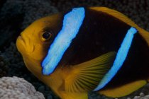 Orange-fin anemonefish in host anemone — Stock Photo