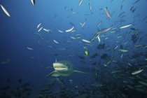 Tubarão-limão nadando em rebanho de peixes — Fotografia de Stock
