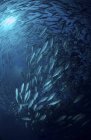 Circling school of jacks trevally in blue water — Stock Photo