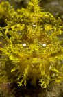 Tiro de cabeça de escorpionfish amarelo — Fotografia de Stock
