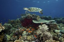 Tortuga carey deslizándose sobre arrecifes prístinos - foto de stock
