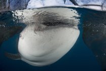 Китовая акула глотает воду — стоковое фото