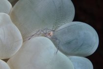 Shrimp on bubble coral — Stock Photo