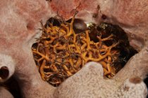 Small basket starfish hiding in sponge — Stock Photo