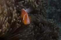 Клоун-риба плаває біля хазяїна анемони — стокове фото