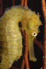 Hippocampe jaune gros plan — Photo de stock