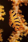 Tiger cowrie sur ventilateur de mer jaune — Photo de stock