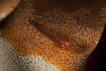 Goby on orange and white sea star — Stock Photo