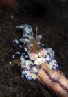 Harlequin shrimp eating arm of starfish — Stock Photo