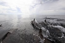 Delfines nariz de botella rompen la superficie del agua - foto de stock