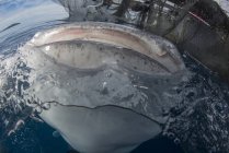 Китовая акула пробивает поверхность воды — стоковое фото