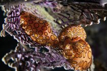 Спарювання равликів язиком фламінго — стокове фото
