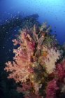 Риф сцена з коралами і рибою — стокове фото