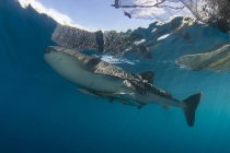 Whale shark with remoras — Stock Photo