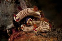 Hypselodoris maridadilus sea slugs — Stock Photo