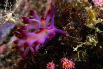 Нудибранч на кораловому рифі — стокове фото