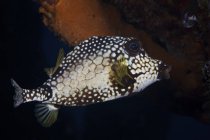 Smooth trunkfish disparo de primer plano - foto de stock