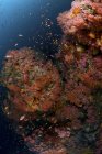 Scena della barriera corallina con coralli e pesci — Foto stock