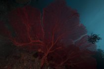 Grand ventilateur de mer gorgone rouge — Photo de stock