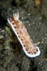 Chromodoris reticulata manchado nudibranch — Fotografia de Stock