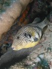 Mapa Pufferfish perto de fundo marinho arenoso — Fotografia de Stock