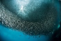 Massive school of sardines — Stock Photo