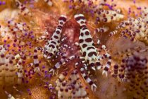 Crevettes Periclimenes colemani tachetées — Photo de stock