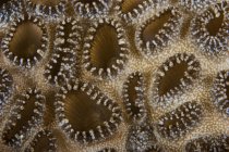 Crust anemone in Papua New Guinea — Stock Photo