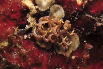 Phyllodesmium poindimiei nudibranc — стокове фото