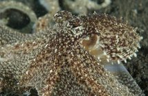 Mimic octopus headshot — Stock Photo