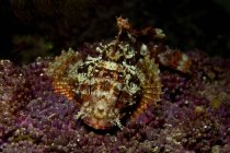 Red scorpionfish on purple coral — Stock Photo