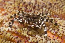 Zebra crab on fire coral — Stock Photo
