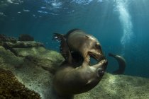 Пара игривых морских львов — стоковое фото