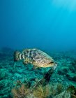 Goliath Grouper floating over shipwreck — Stock Photo